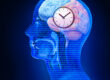 The circadian rhythms are controlled by circadian clocks or biological clock these clocks tell our brain when to sleep, tell our gut when to digest and control our activity in several day. 3d render